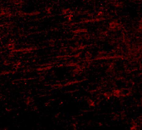 SCAMP4 Antibody - BSA Free