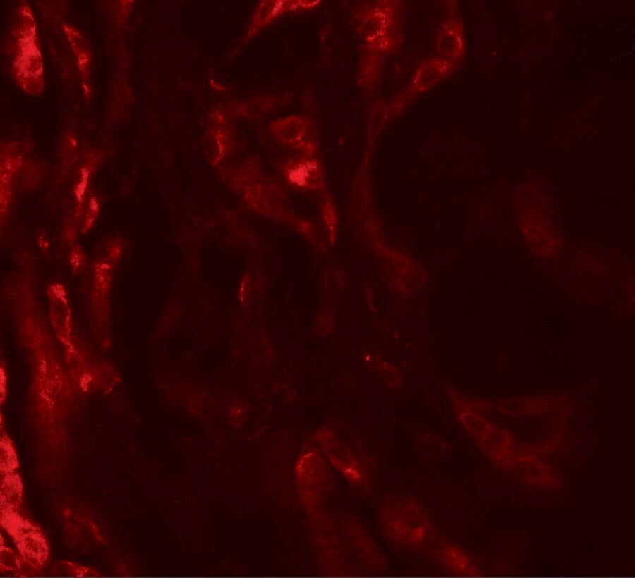 BCAR3 Antibody - BSA Free