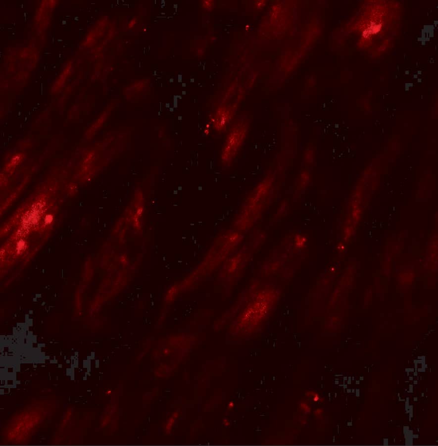 SELK Antibody - BSA Free