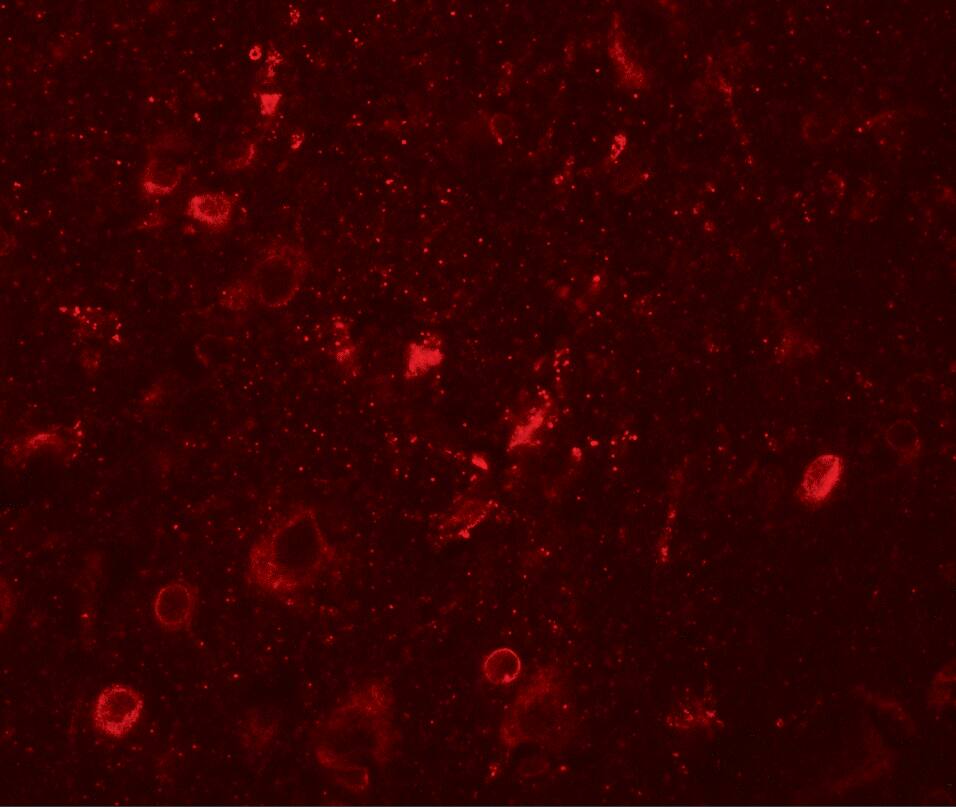 SGSM1 Antibody - BSA Free