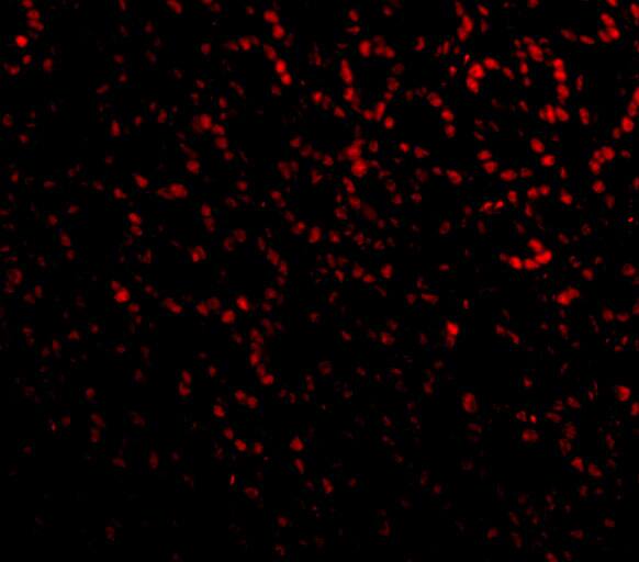 ANP32A Antibody - BSA Free