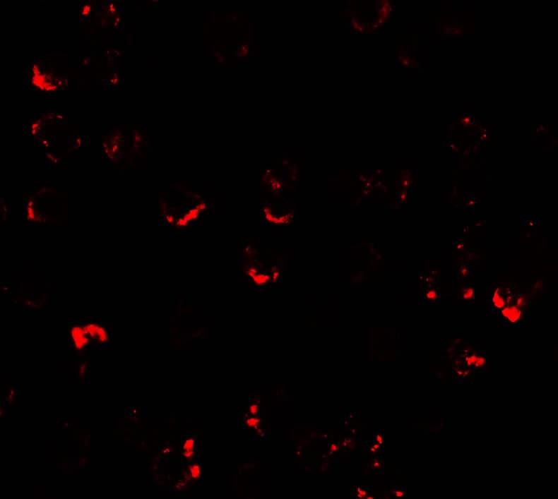 ASCIZ Antibody - BSA Free