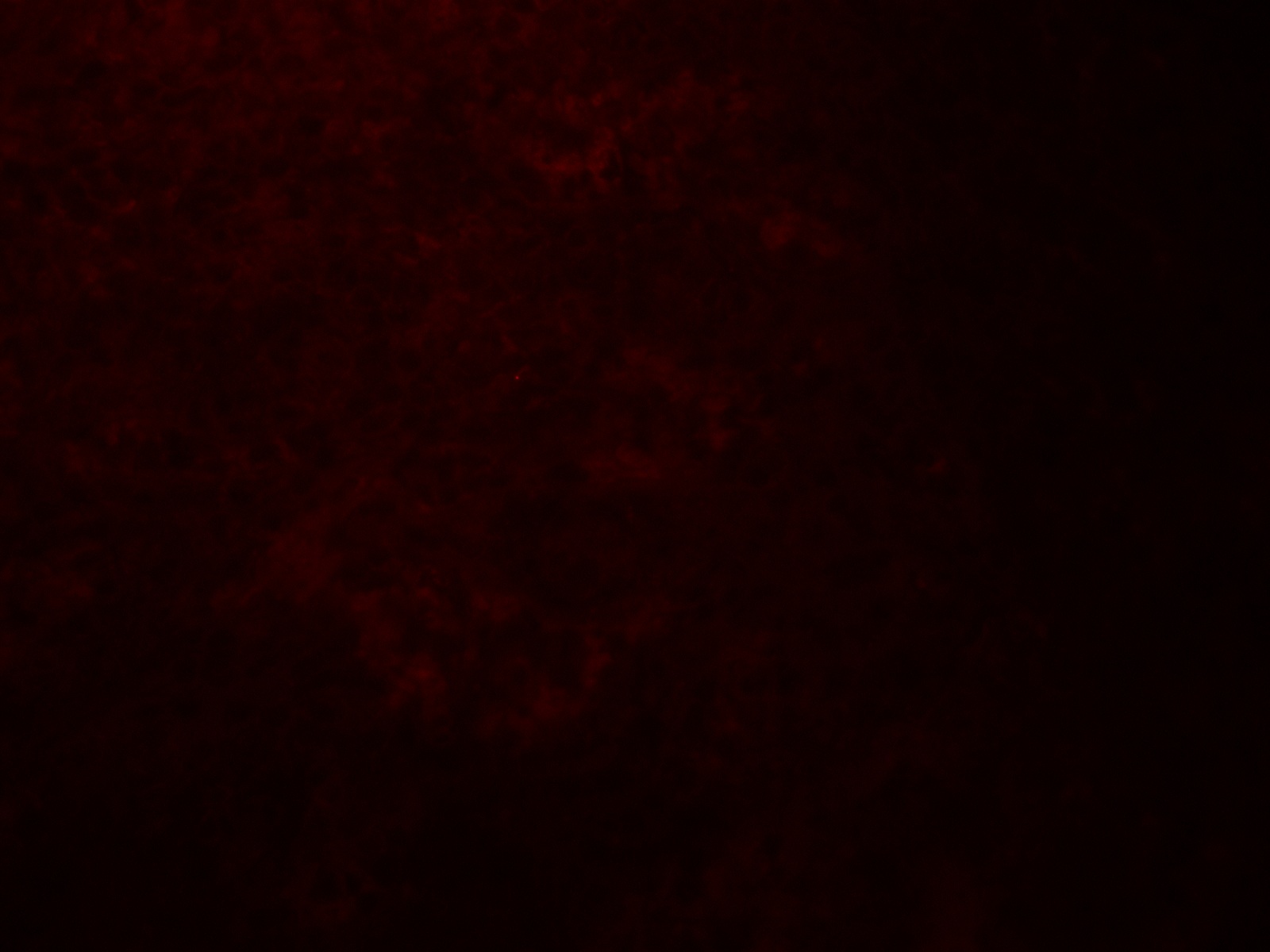 QSOX1/Quiescin Q6 Antibody - BSA Free