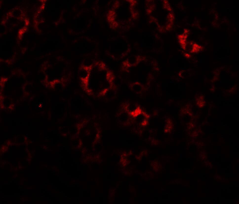 SLC1A7 Antibody - BSA Free