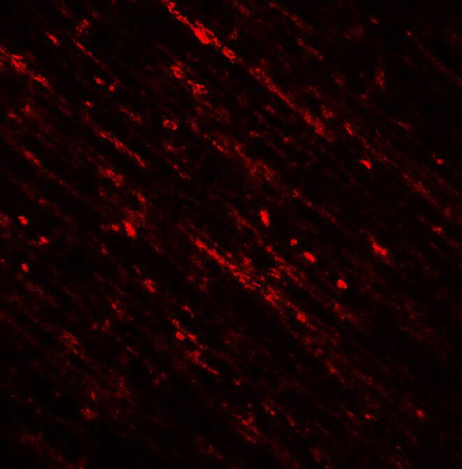 DENR Antibody - BSA Free