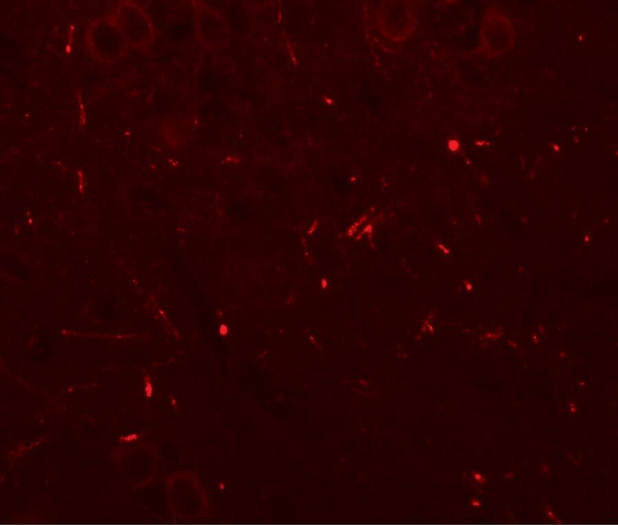 SEC62 Antibody - BSA Free