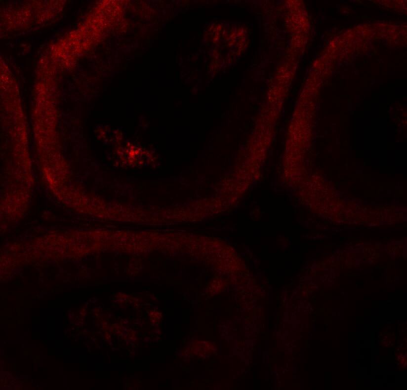 SPATA3 Antibody - BSA Free