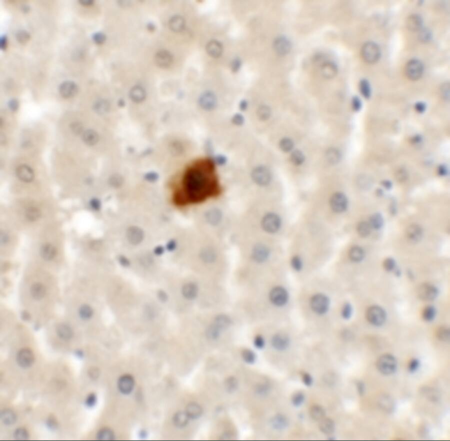 EI24 Antibody - BSA Free