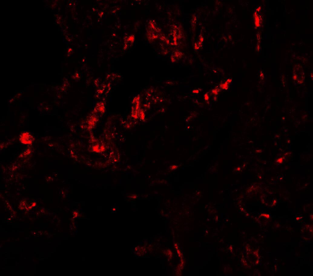 GDF-1 Antibody - BSA Free