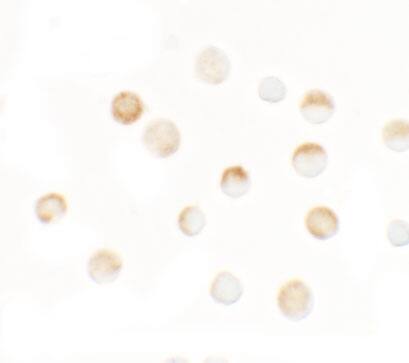 SLC35D3 Antibody - BSA Free