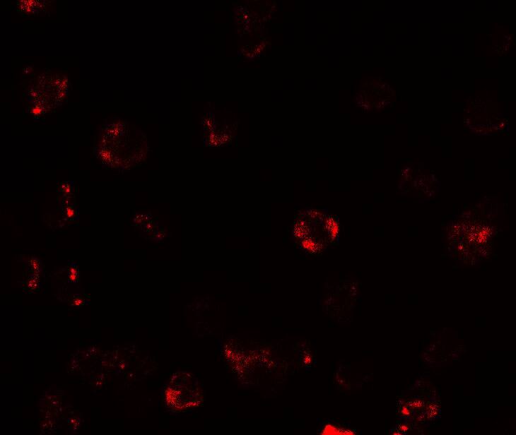 TESPA1 Antibody - BSA Free