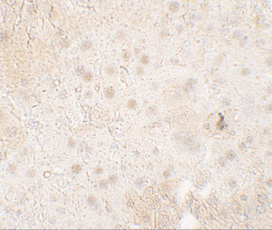 TMIGD1 Antibody - BSA Free