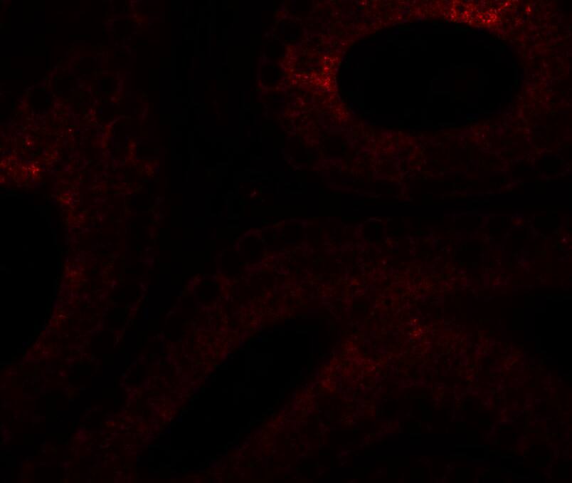 SPATA6 Antibody - BSA Free