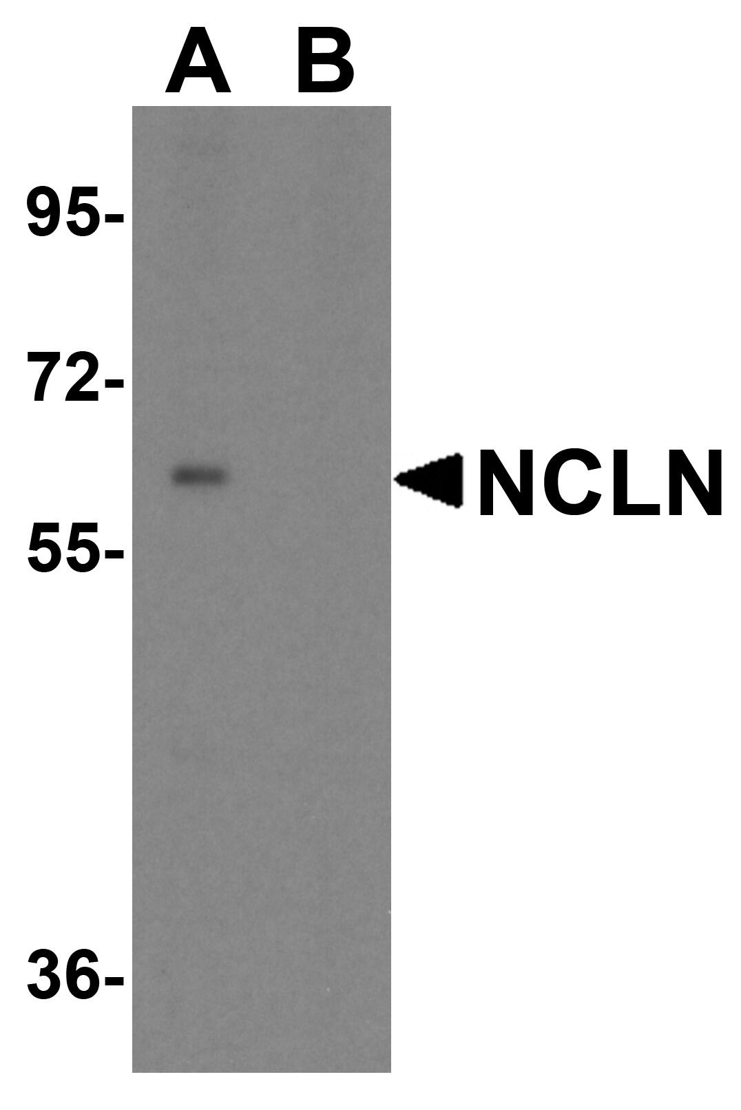 Nicalin Antibody - BSA Free