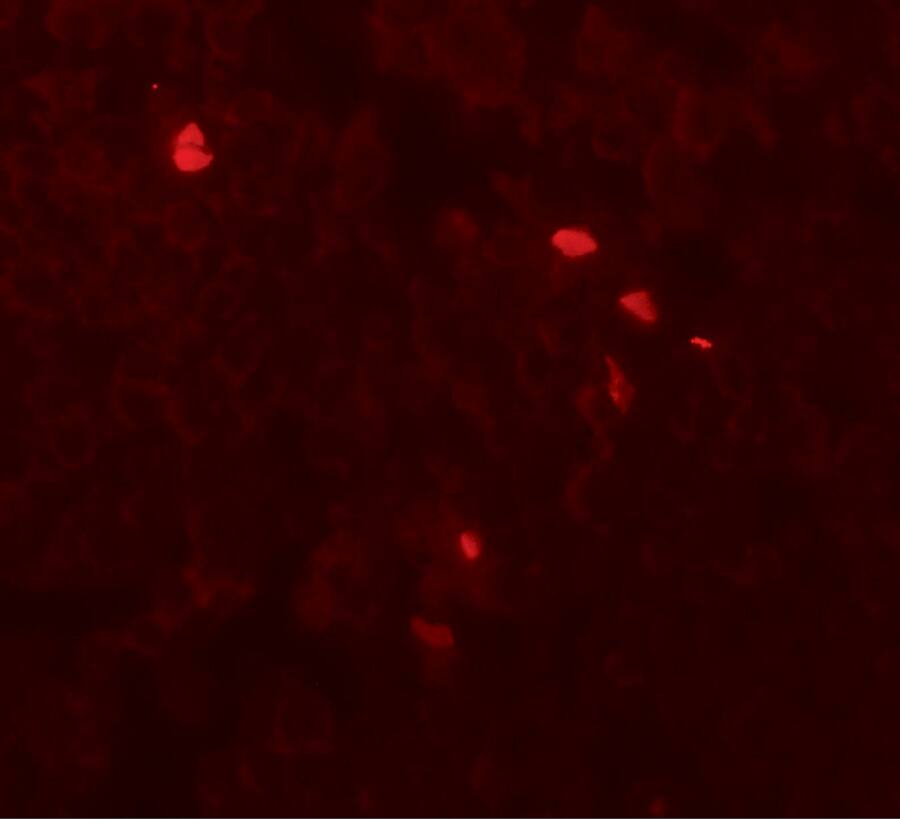 TMEM107 Antibody - BSA Free