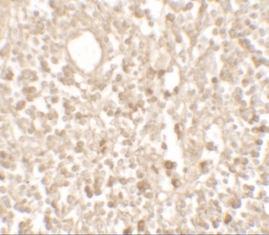 TMEM107 Antibody - BSA Free