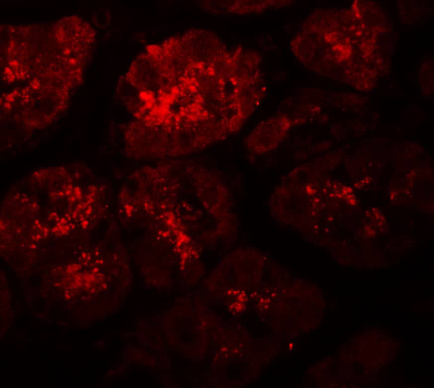 XKR8 Antibody - BSA Free