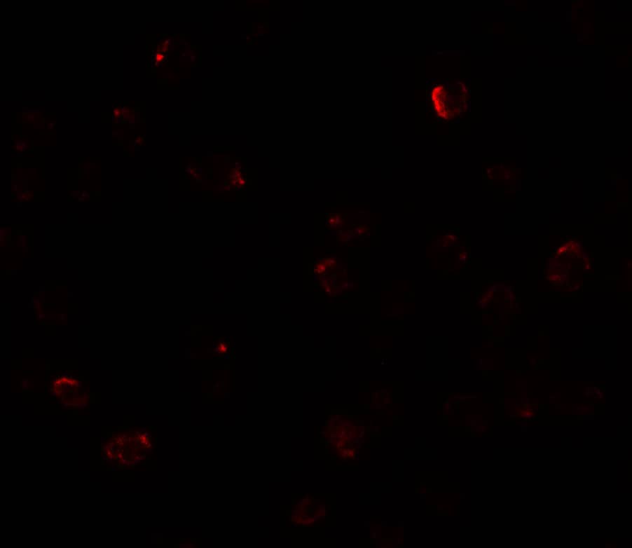 ZBTB40 Antibody - BSA Free