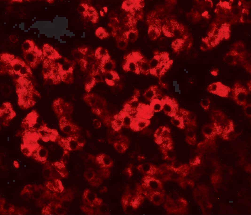 TMEM135 Antibody - BSA Free