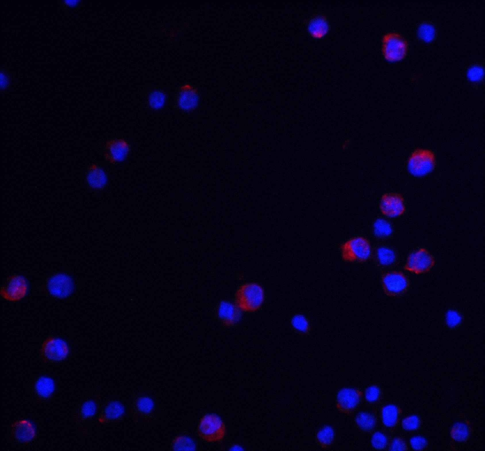 UBAP2L Antibody - BSA Free