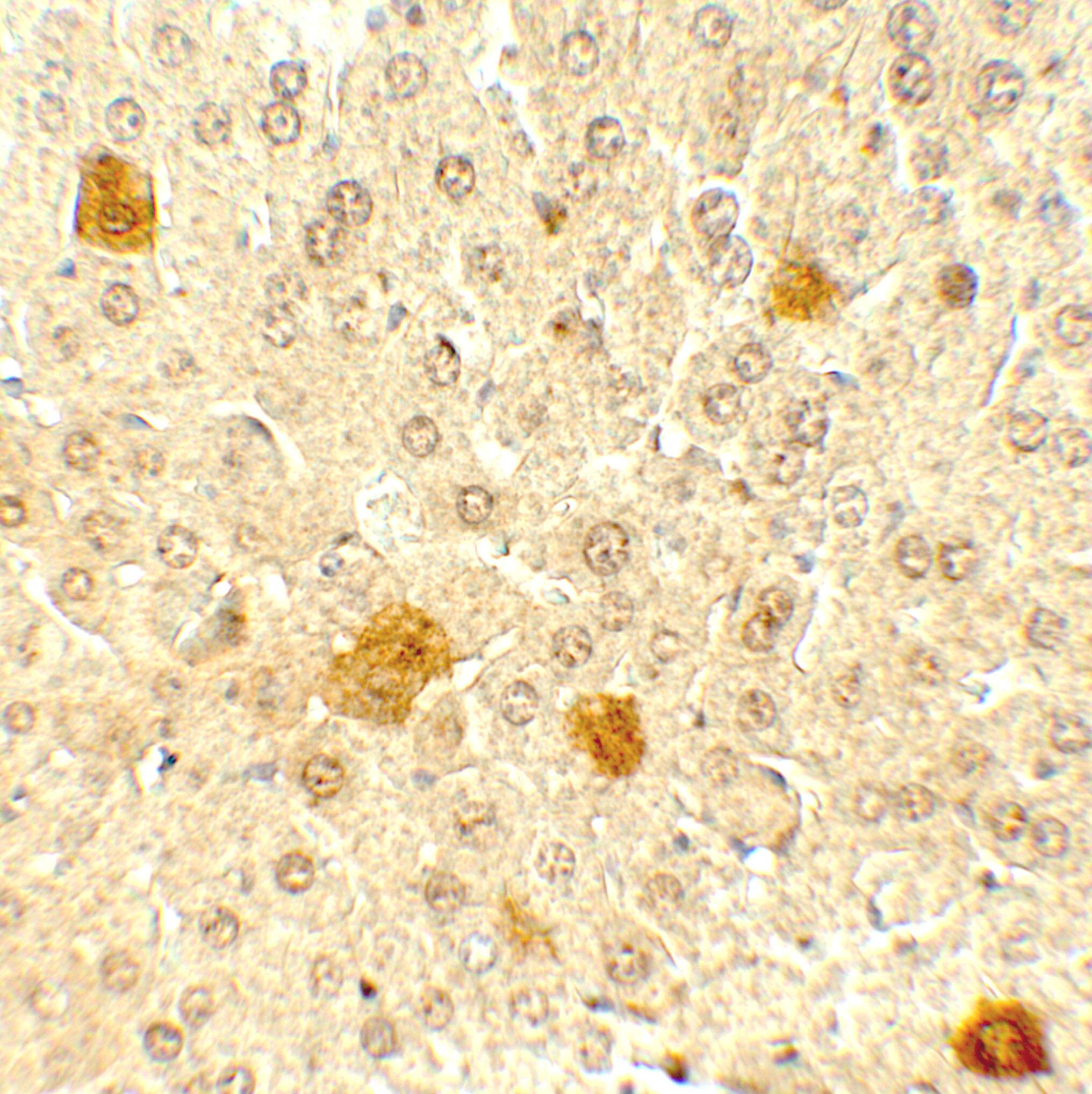 PDCL3 Antibody - BSA Free