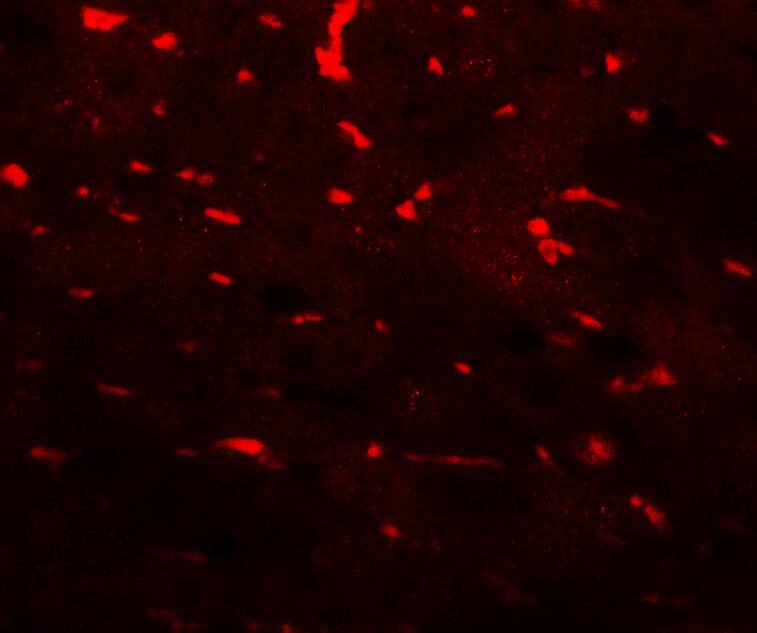 PDCL3 Antibody - BSA Free