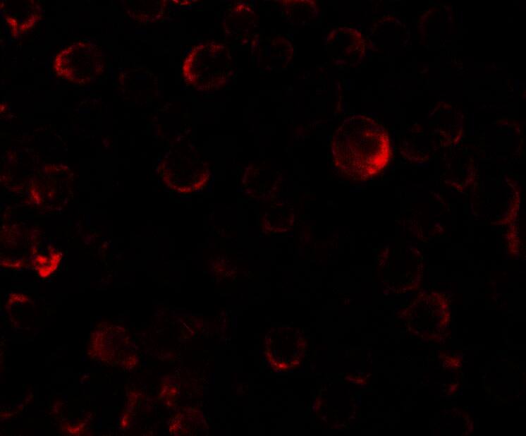 PHLPP2 Antibody - BSA Free