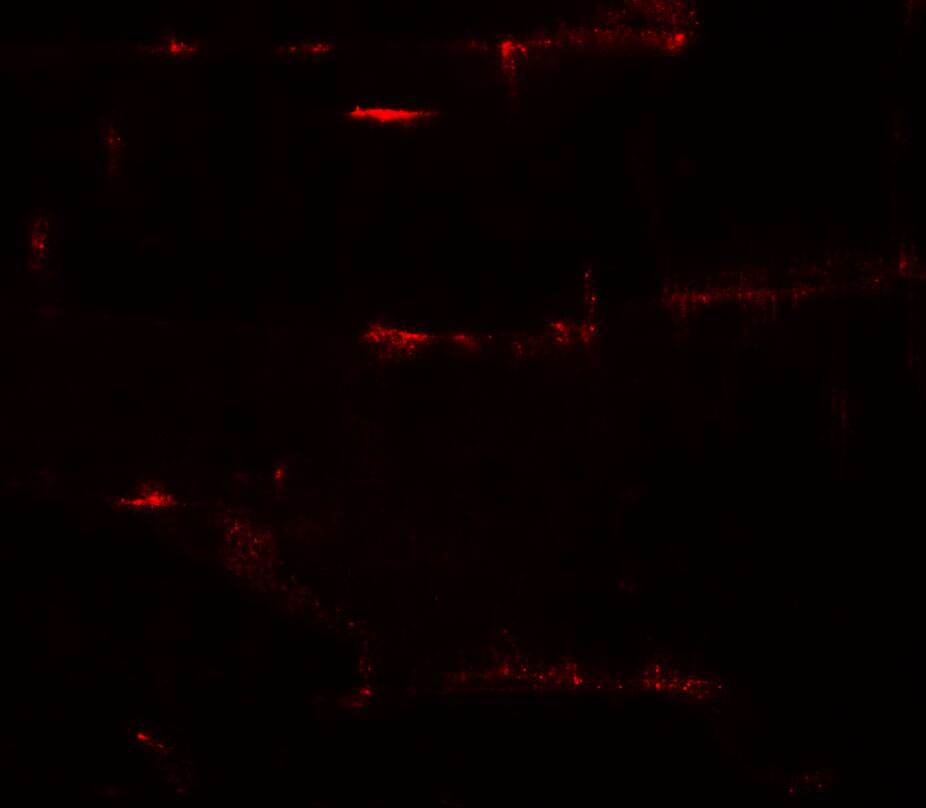 PRC1 Antibody - BSA Free