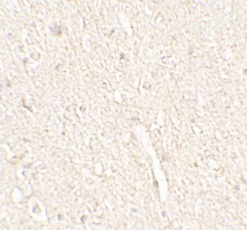 Adropin Antibody - BSA Free