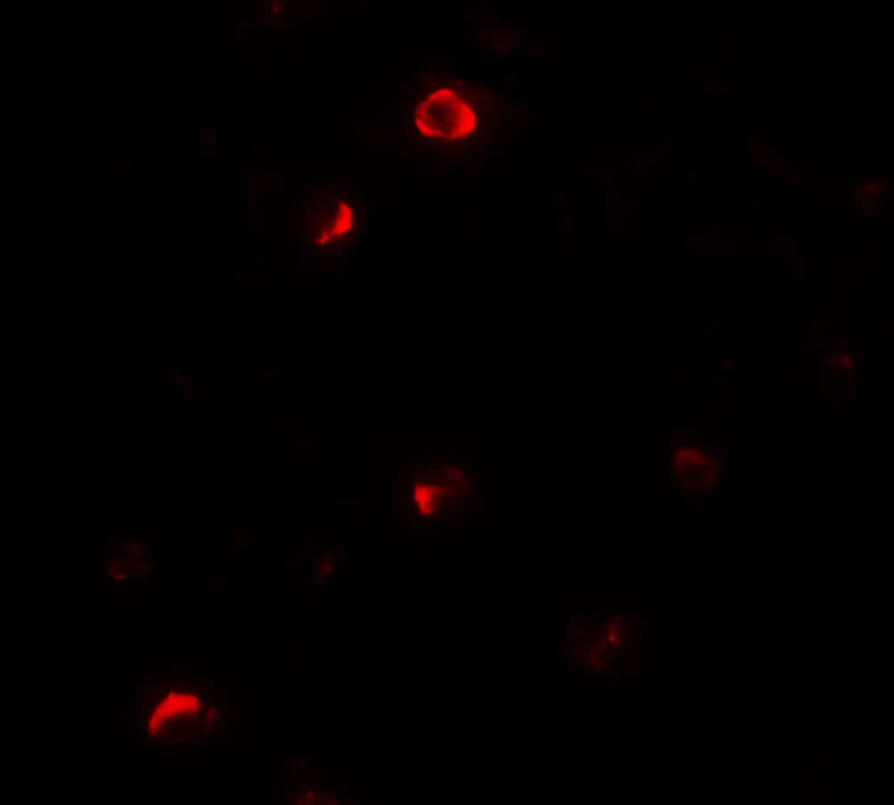 Pellino 1 Antibody - BSA Free