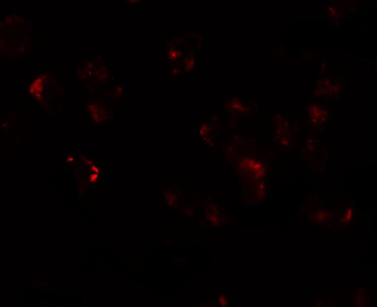 AFAP1L1 Antibody - BSA Free
