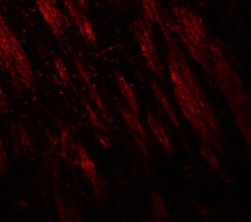 STEP Antibody - BSA Free