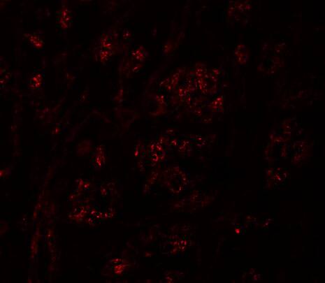 GSAP Antibody - BSA Free