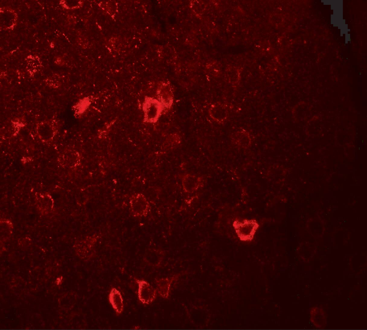 CNRIP1 Antibody - BSA Free