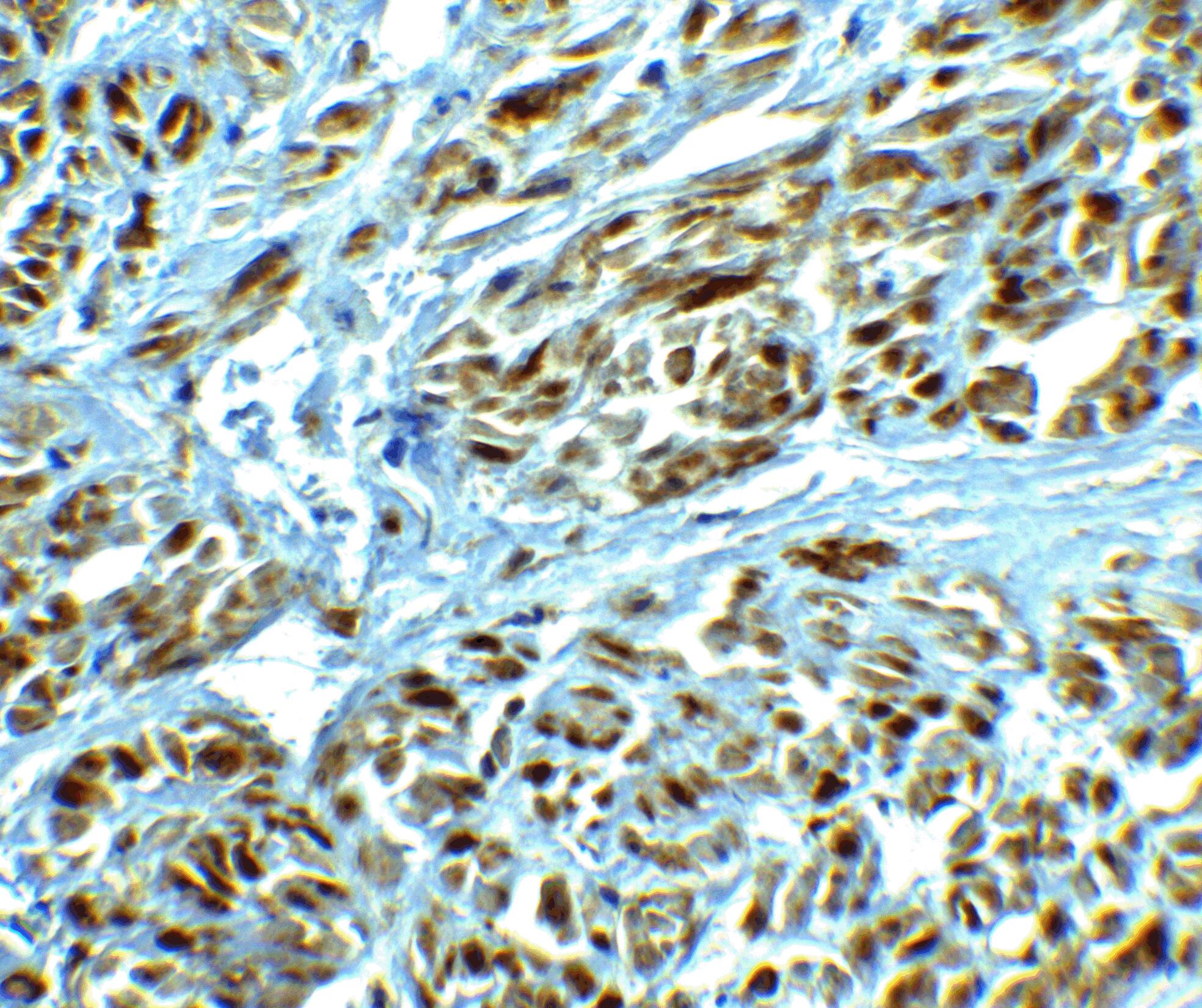 CAPC / LRRC26 Antibody - BSA Free