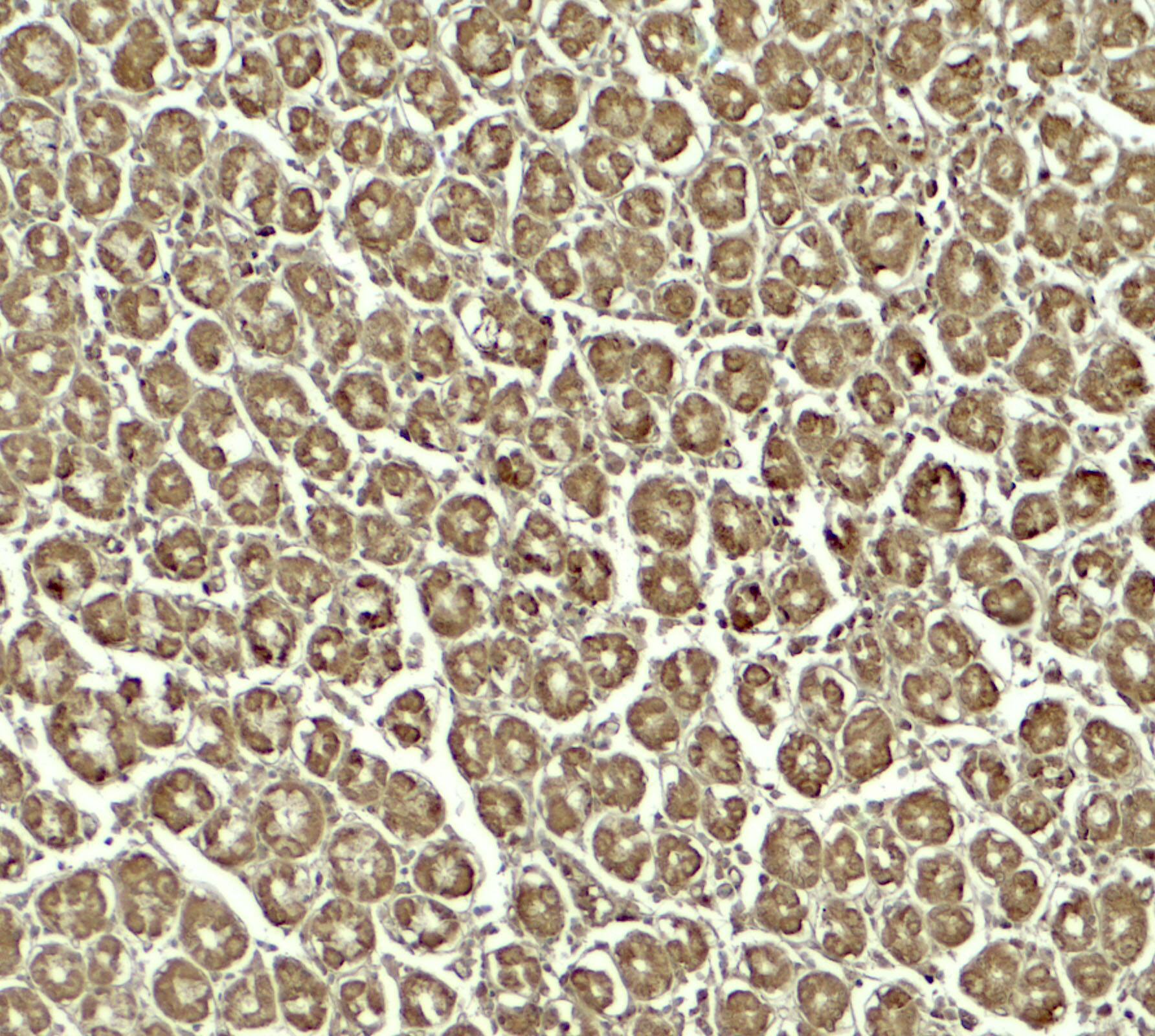 SKIV2L Antibody - BSA Free
