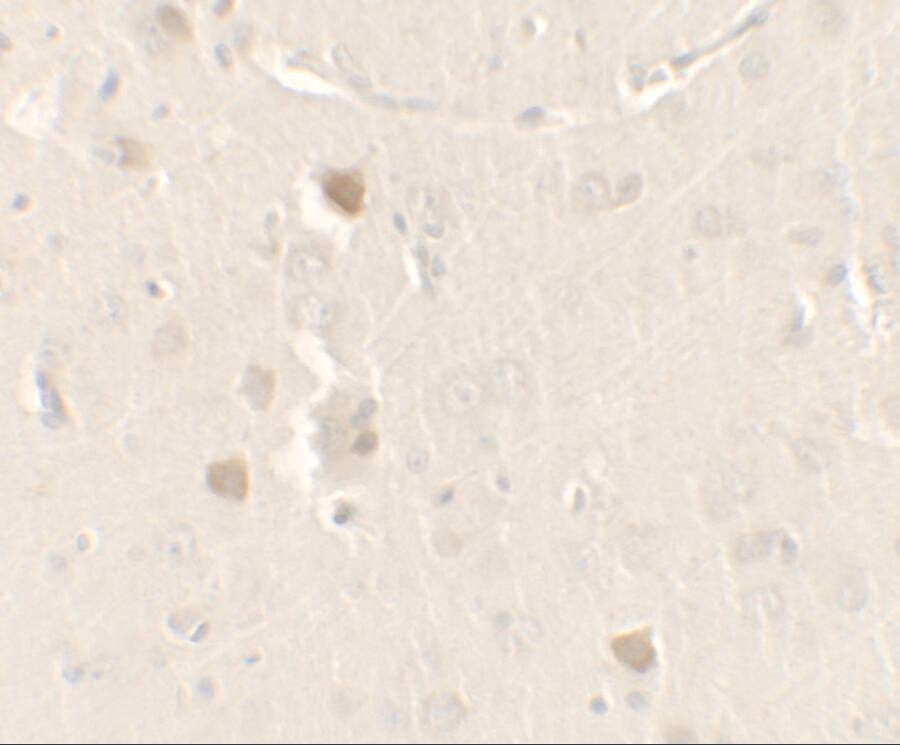 CISD2 Antibody - BSA Free
