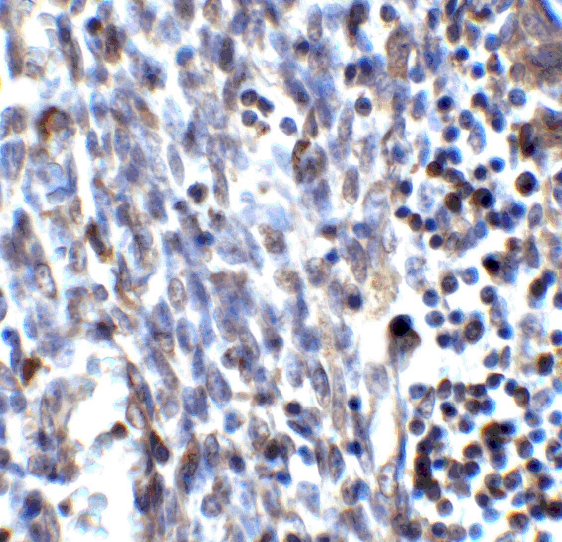 SMURF2 Antibody - BSA Free