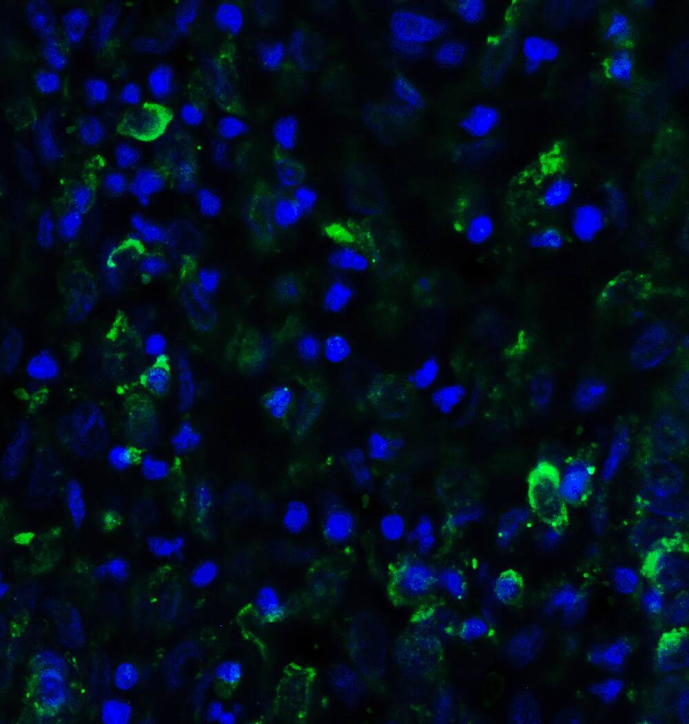 SMURF2 Antibody - BSA Free