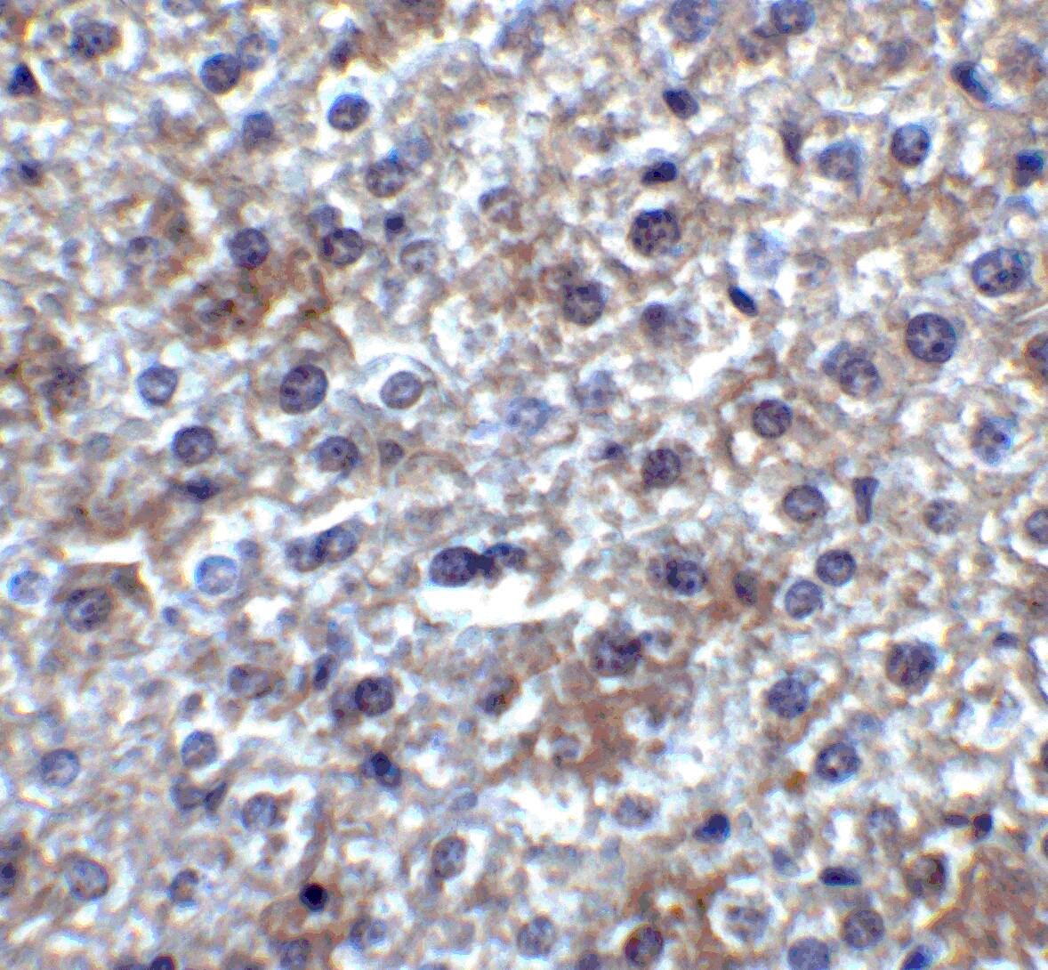 SMURF2 Antibody - BSA Free