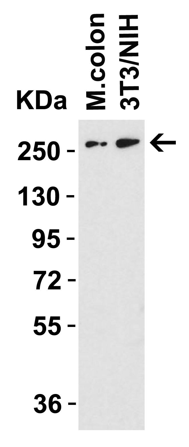 DNAJC13 Antibody - BSA Free