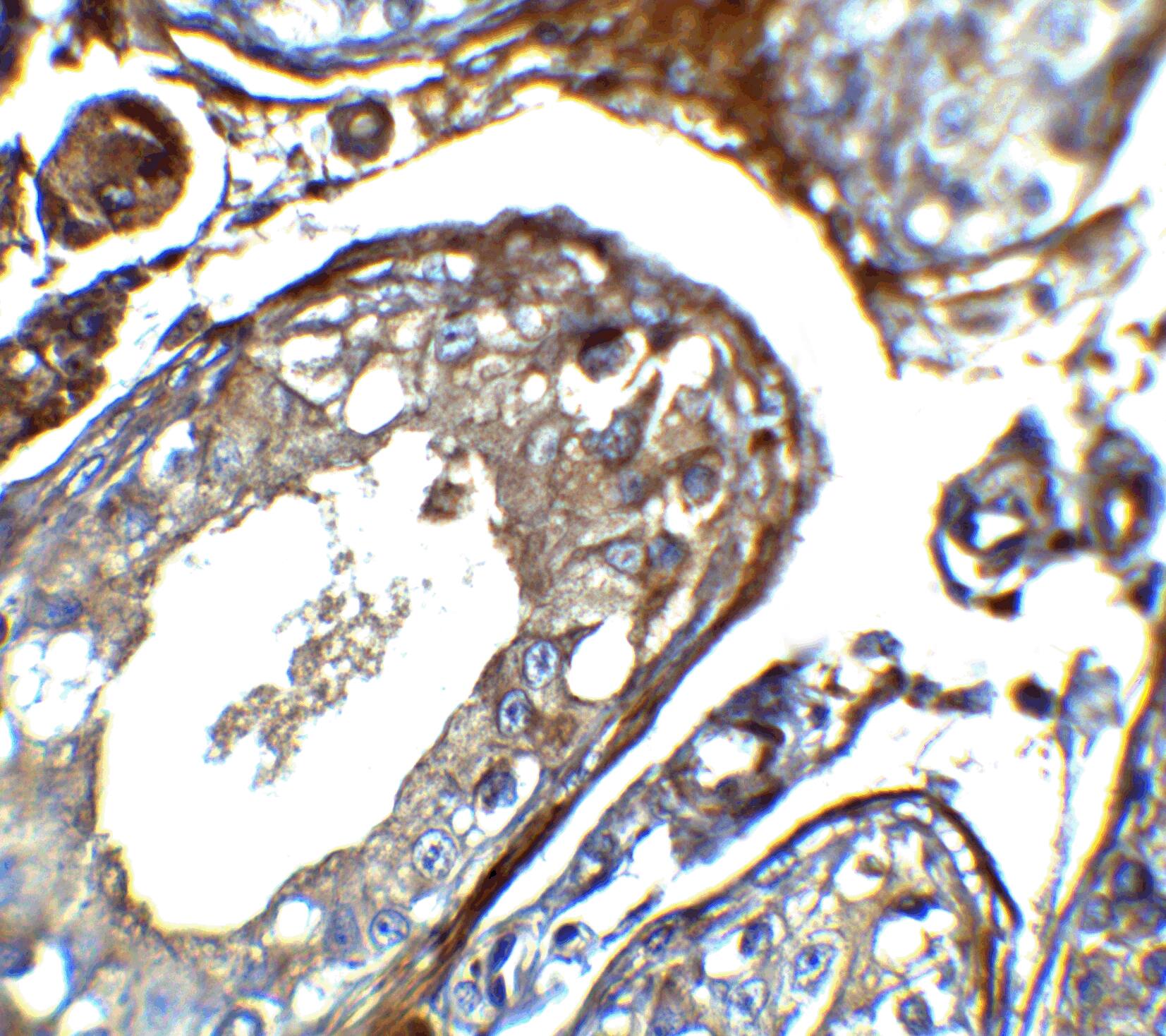 IQCF2 Antibody - BSA Free
