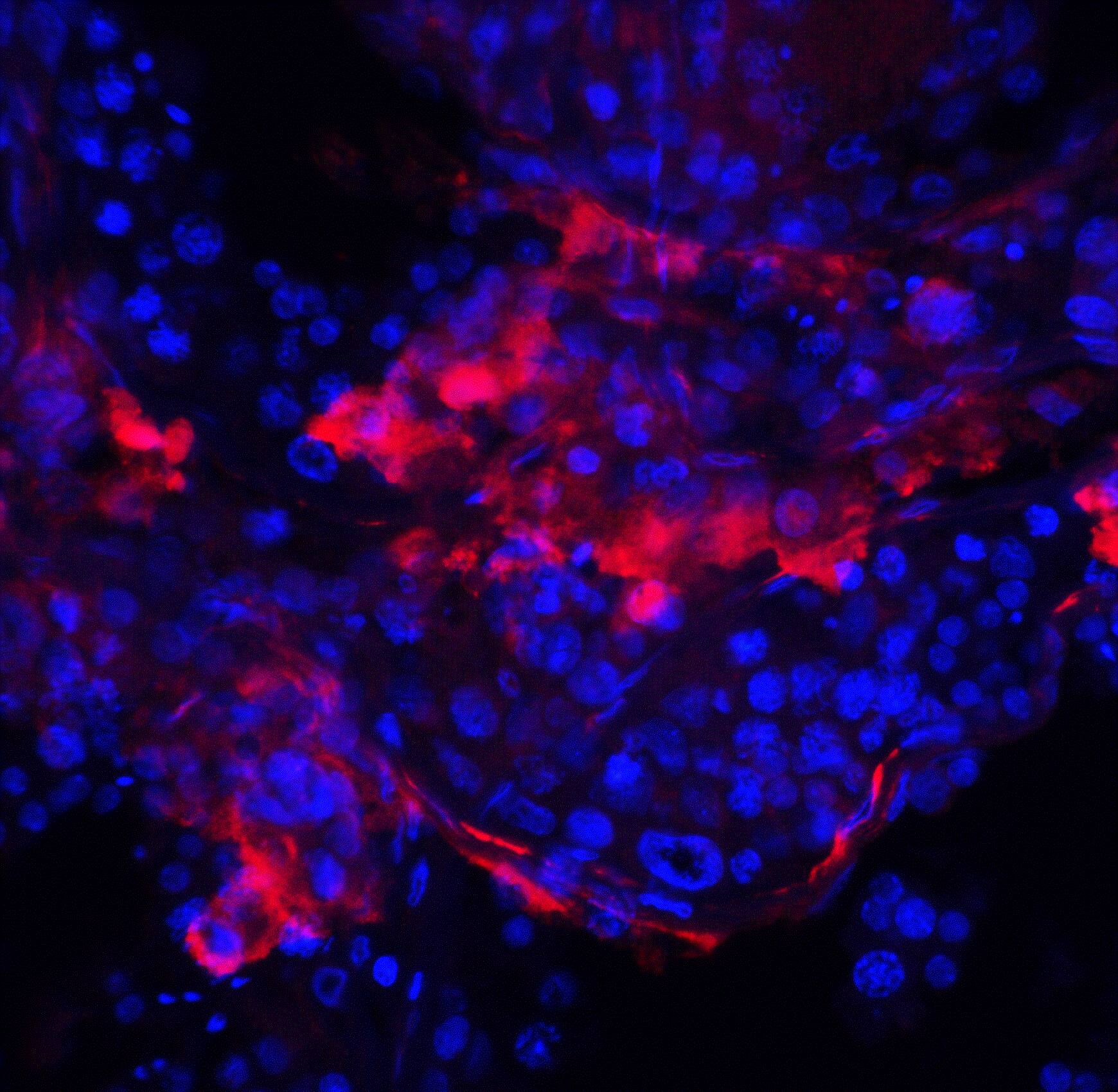 IQCF2 Antibody - BSA Free
