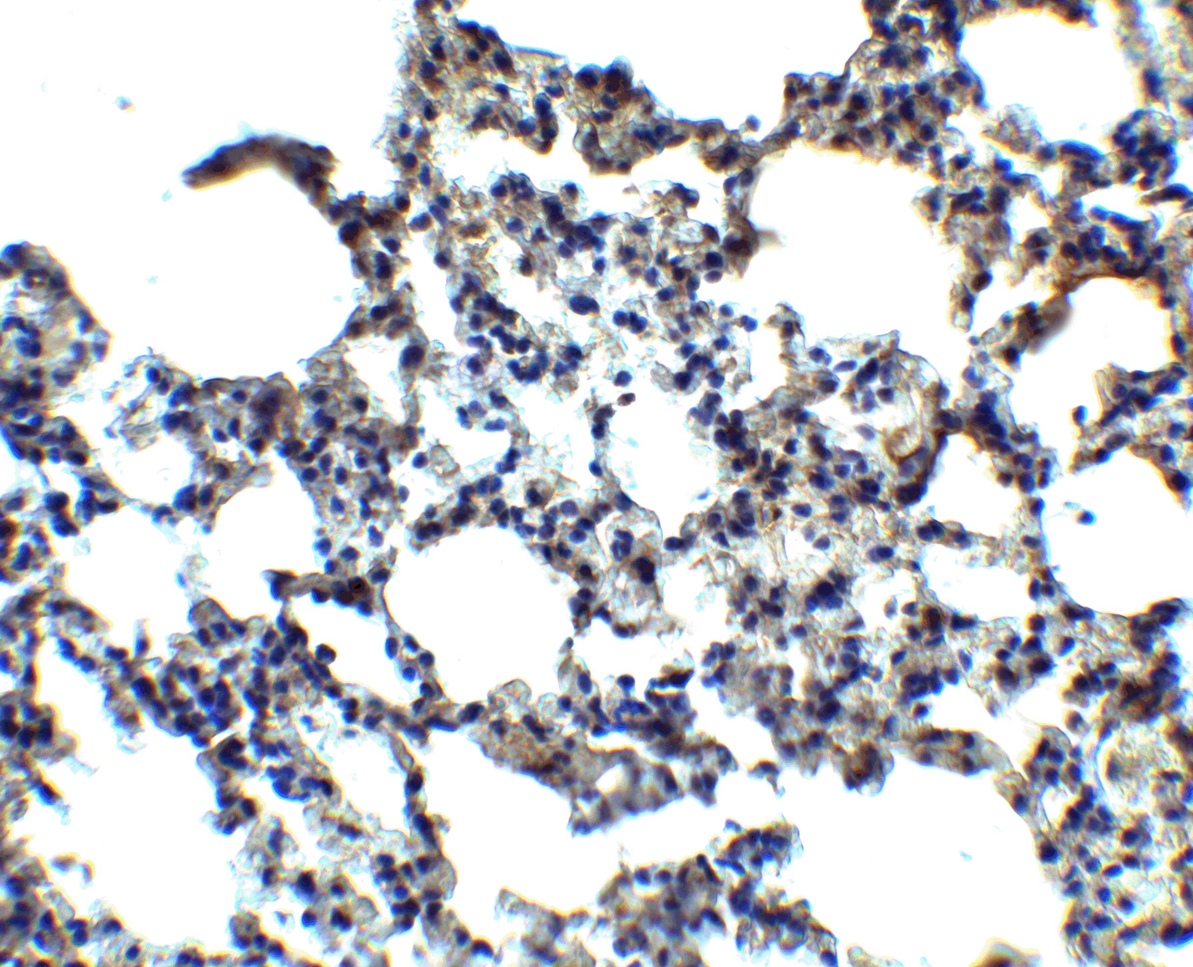 MFSD2 Antibody - BSA Free