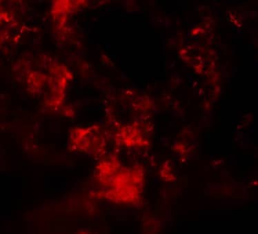 MFSD2 Antibody - BSA Free