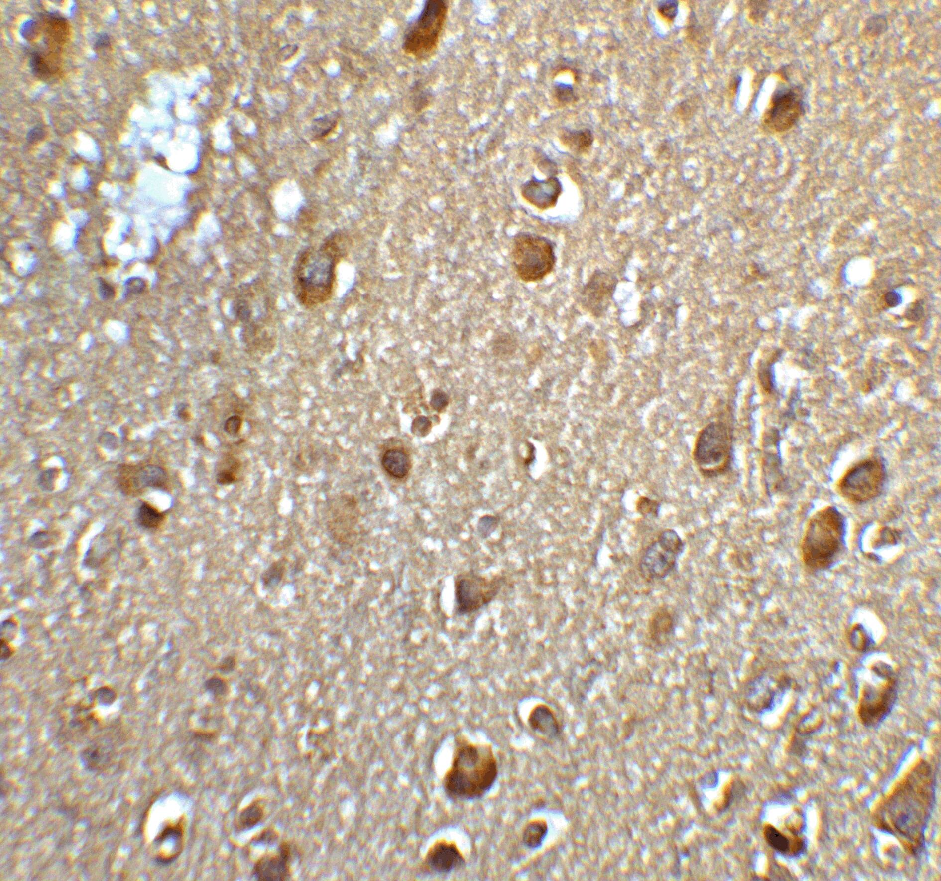 MFSD2 Antibody - BSA Free