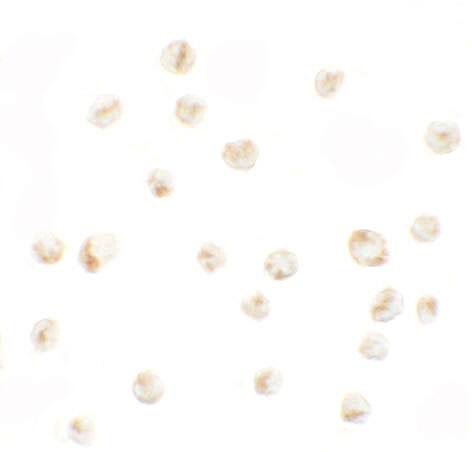 PRICKLE4 Antibody - BSA Free