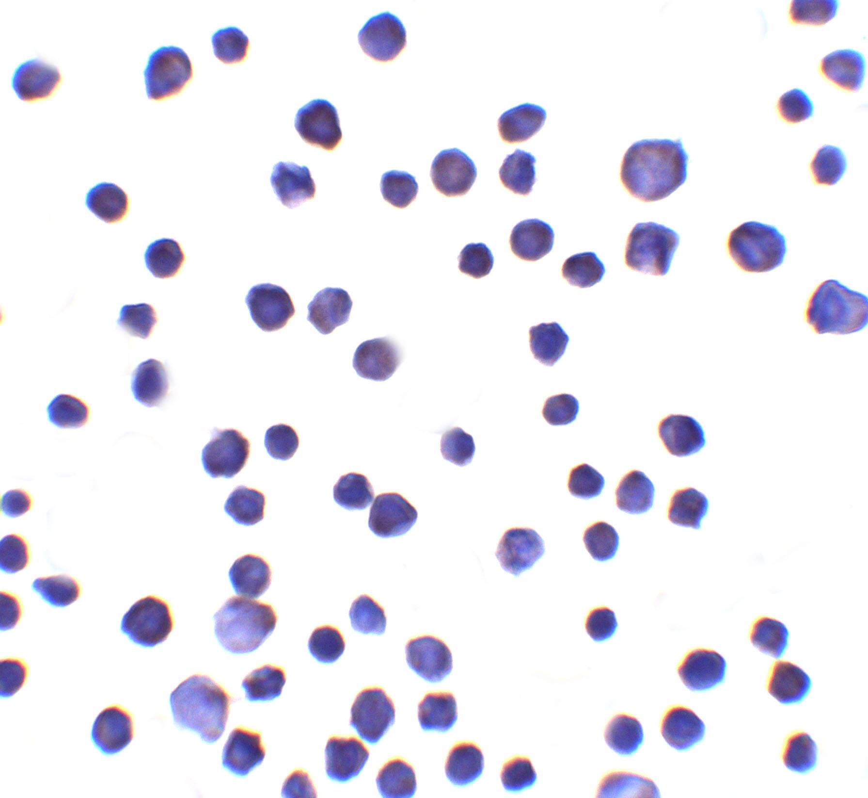 RNF121 Antibody - BSA Free