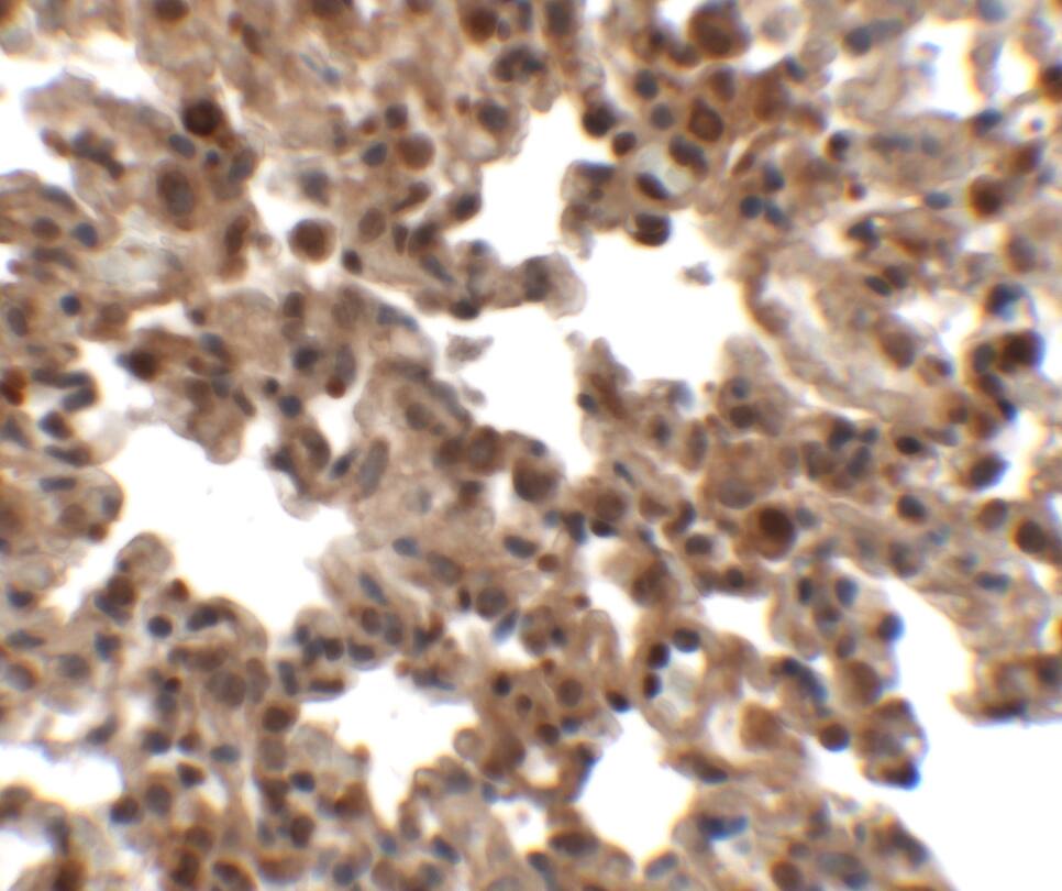 FXYD7 Antibody - BSA Free