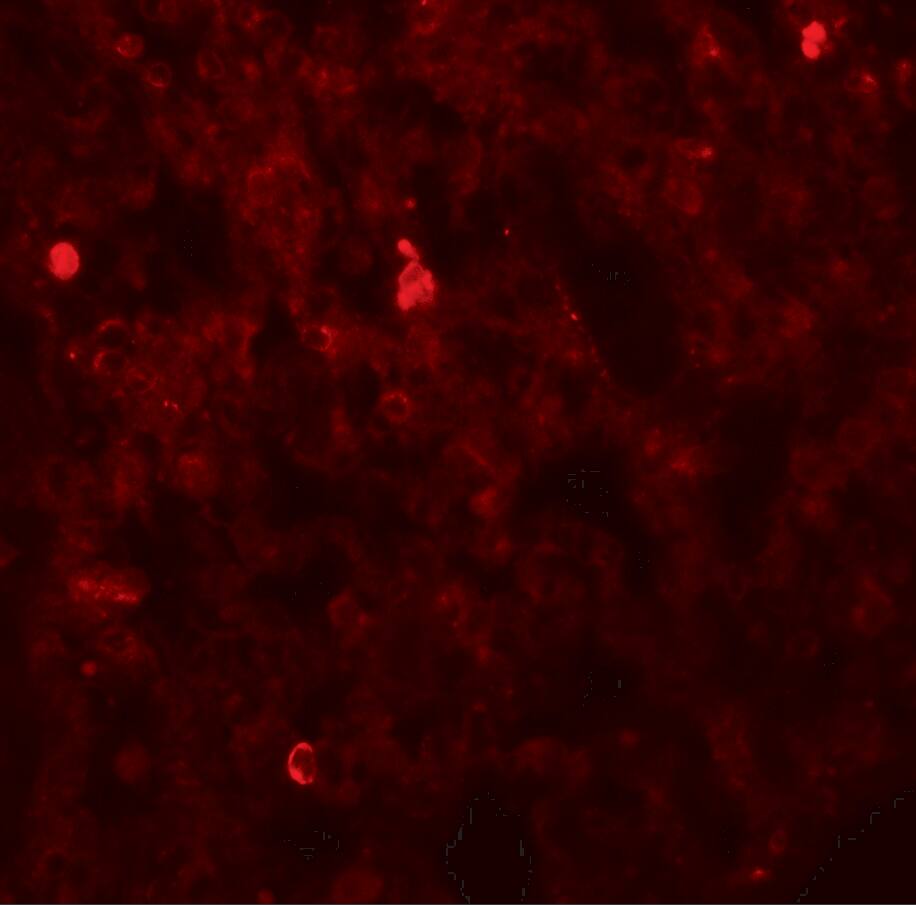 FXYD7 Antibody - BSA Free